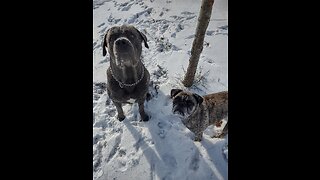 Big Dogs and Little Dog Romping in the Snow. WHOA!