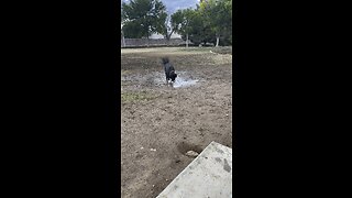 Lucky vs puddle