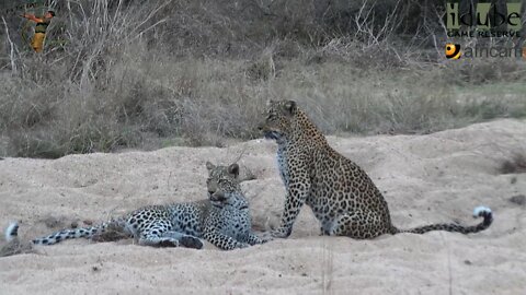 Leopard And Cub - Life Outside The Bushcamp - 48: End Of Year One - Kudu Meal And Play