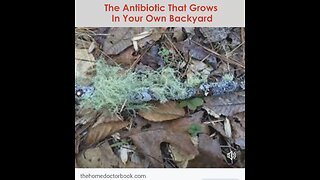 Natural Antibiotic in your Back yard
