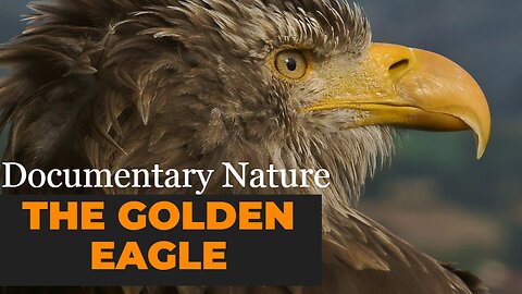 The Golden Eagle - Master of the Sky - Documentary Nature