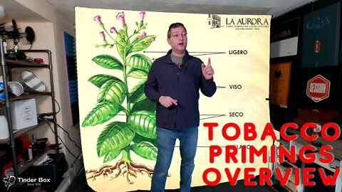 Tobacco plant primings overview.
