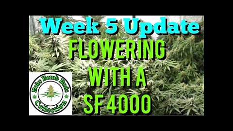 Week 5, Flowering With A Spider Farmer SF 4000 Update