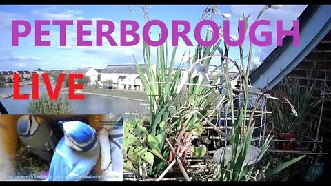 LIVE Peterborough Weather & Bird Feeder