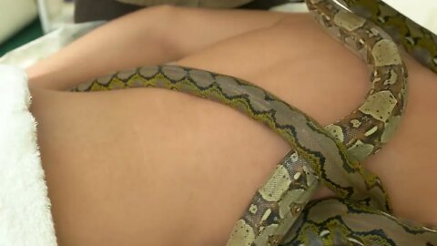 Close up python crawling on male naked back. Body animal therapy for muscle power recovery. Effecti