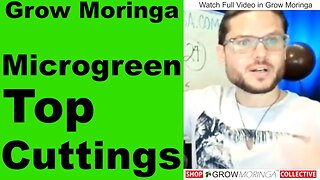 How I Grow Moringa Cuttings