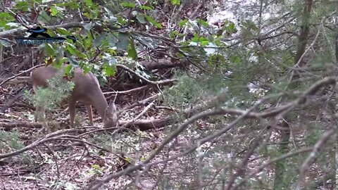 Whitetail deer hunt 10-10-2020 in New Jersey