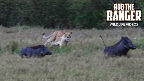 Warthogs Escape A Lion Ambush | Maasai Mara Safari | Zebra Plains