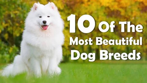 Top 10 most beautiful dog