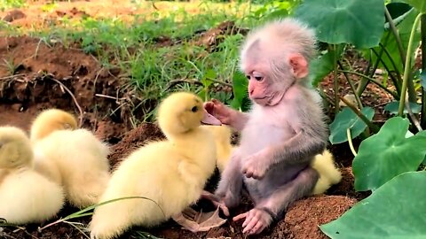 Duckling and Monkey are playing with love together