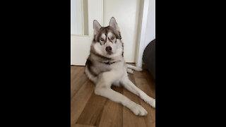 Obedient Husky dog ​​to its owner