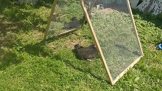 Quick Easy A-Frame Chicken Coop Design