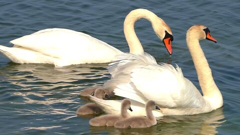 Mute Swan Family of Seven; Parents and Five Cygnets