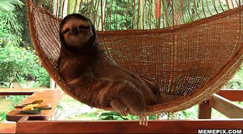 Yawns Are Contagious! Don't Watch These Adorable Sloths Or You Will Get Sleepy!