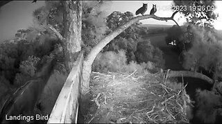 Great Horned Owls Return 🦉 10/09/23 19:24