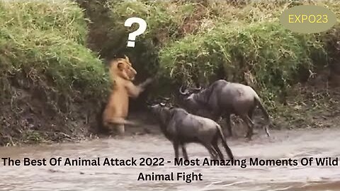 The Best Of Animal Attack 2022 - Most Amazing Moments Of Wild Animal Fight