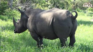 Endangered Southern White Rhino: Territorial Midden