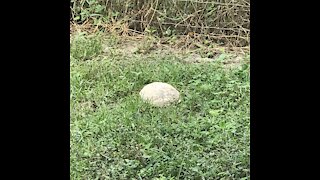 Gopher Turtle Looks Like a Rock!