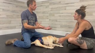 1st Chiropractor Adjustment for a Paralyzed Rescue Dog. Tail working again for the 1st time!!!