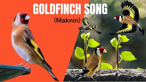Goldfinch songs - their songs and prayers