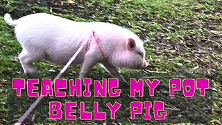 Teaching My Pot Belly Pig To Walk On A Leash AND An Insane Market Place Find!