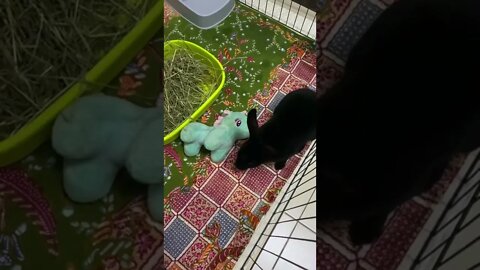Mini Rex Rabbit | Malaysia Bunny