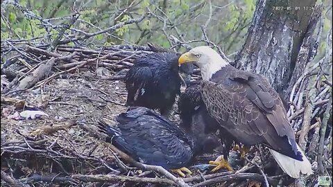 Hays Bald Eagles Dad feeds H17 H16 H18 Mom takes fish to finish 2022 05 01 1241