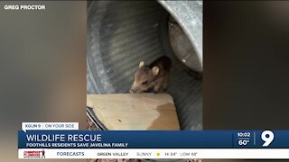 Catalina Foothills residents save family of javelina