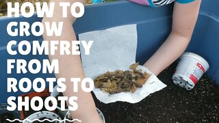 Complete Guide to Grow Comfrey Plants from Root Cuttings