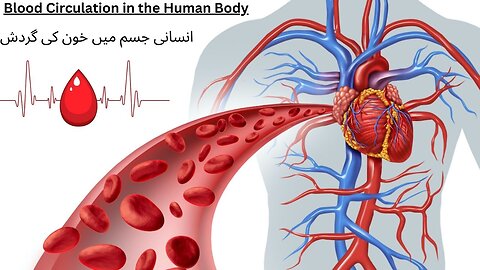 Blood Circulation in the Human Body #human #hart #human #viral #foryou #health #awareness