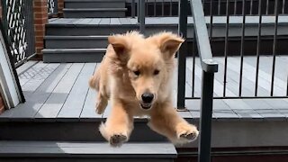 Owen the Golden loves jumping down stairs