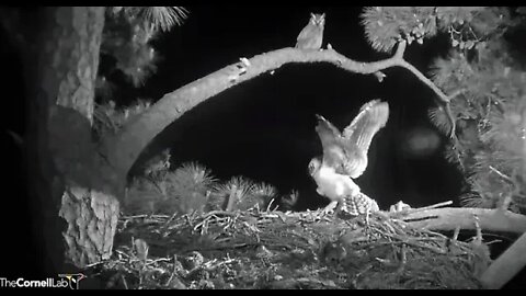 Owlet Joins Mom On Branch 🦉4/11/22 00:17