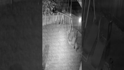 Puppy-Max chasing a bunny security camera footage
