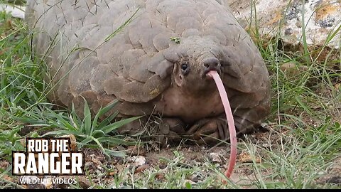 Epic Pangolin (Scaly Anteater) Sighting! | Rare And Endangered | Lalashe Mara Ripoi Safari