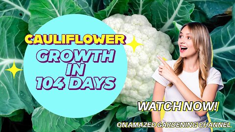 Cauliflower growth process in 104 days I Amazed Gardening I Cauliflower Growth process at home