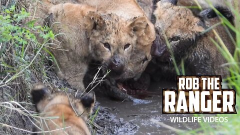 Muddy Zebra Feast For Lions | Maasai Mara Safari | Zebra Plains