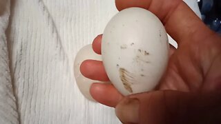 Large duck egg, 11th February ( Video 2 )