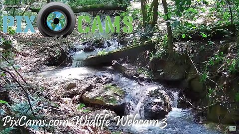 PixCams.com Wildlife Cam 3 Live Stream