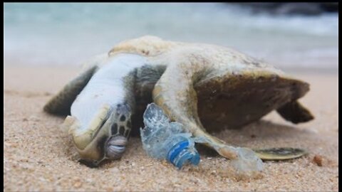 POWERFUL VIDEO- Why We Need to Stop Plastic Pollution in Our Oceans FOR GOOD - Oceana
