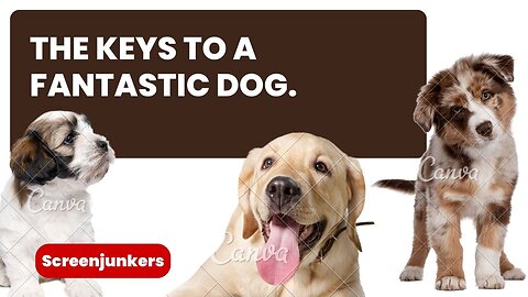 The keys to a fantastic dog || promo video ||