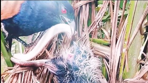 The brown-winged cuckoo mother always brings back big snakes for her children to eat