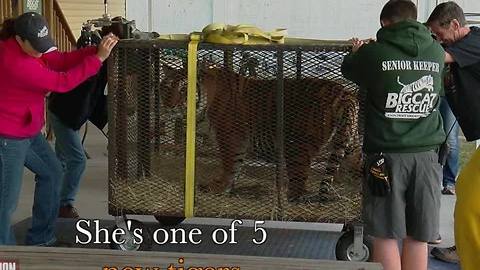 Big Cat Rescue takes in five tigers from Colorado as biggest rescue in U.S. history