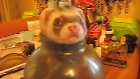 Pet ferret plays in jar of sugar