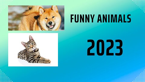 Funny Animals 2023 I Animal Video #1