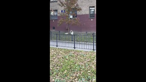 Squirrel on the fence￼