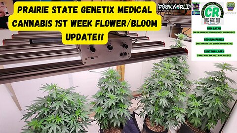 Prairie State Genetix Murder She Wrote Pack Medical Cannabis 1st week flower/bloom update shorts!