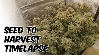 Tropic Lightning SEED TO HARVEST TIMELAPSE! CANNABIS GROW TENT viparspectra ks3000