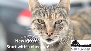 New Kitten? Start with a health checkup!