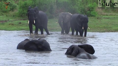Bull Elephants Swimming And Splashing In The Water