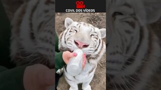 bebê tigre mamando na mamadeira